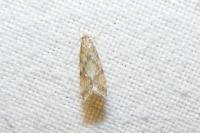 Brachmia blandella