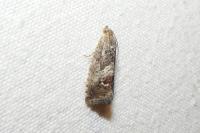 Cydia splendana