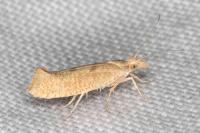 Ypsolopha alpella
