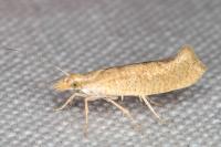 Ypsolopha alpella