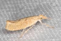 Ypsolopha alpella