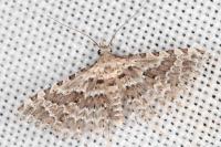 Alucita palodactyla