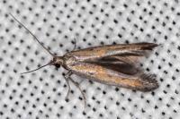 Ochromolopis ictella