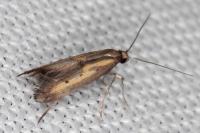Ochromolopis ictella