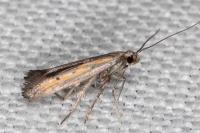 Ochromolopis ictella