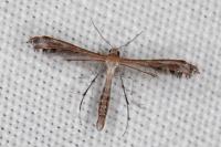 Stangeia siceliota