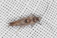 Zelleria oleastrella