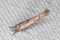 Zelleria oleastrella