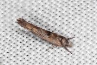 Zelleria oleastrella