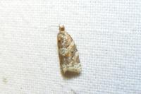 Argyrotaenia ljungiana