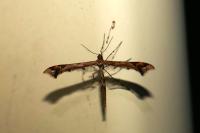 Amblyptilia acanthadactyla