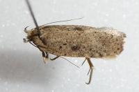 Agonopterix scopariella