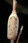 Agonopterix scopariella