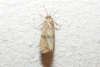 Celypha striana