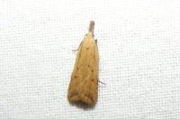 Dichomeris limosella