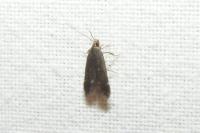 Aproaerema anthyllidella