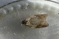 Acleris variegana