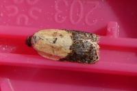 Acleris variegana