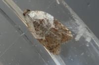 Acleris variegana