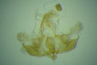 Coleophora acrisella