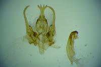 Psoricoptera gibbosella