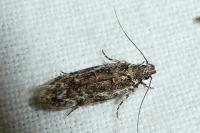 Psoricoptera gibbosella