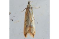 Dichomeris acuminata