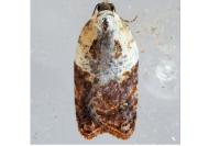 Acleris variegana