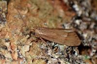Diurnea lipsiella