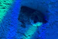 Acleris variegana