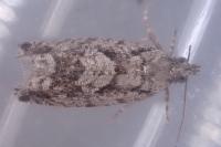 Zeiraphera isertana
