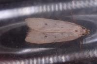 Nothris verbascella