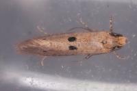 Tinea trinotella