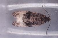 Hedya pruniana