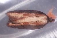 Acleris hastiana