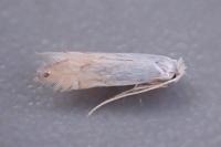 Phyllonorycter harrisella