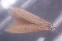Coleophora lutipennella