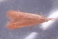 Coleophora flavipennella