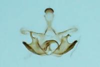 Coleophora flavipennella