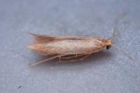 Tischeria ekebladella