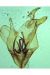 Tischeria ekebladella
