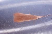 Coleophora avellanae