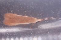 Coleophora avellanae