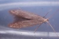 Coleophora spinella