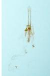 Coleophora spinella