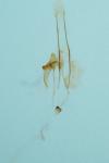 Coleophora spinella