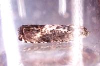 Pammene fasciana