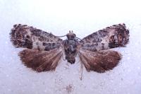 Pammene fasciana