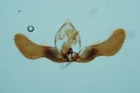 Pammene fasciana