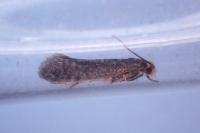 Cephimallota crassiflavella